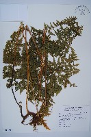 藏品(熱帶鱗蓋蕨)的圖片