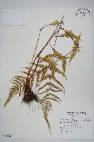 藏品(光囊紫柄蕨)的圖片