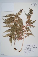 藏品(生芽狗脊蕨、頂芽狗脊蕨)的圖片