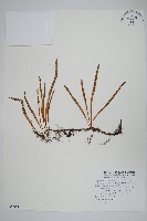 藏品(擬芨瓦葦)的圖片