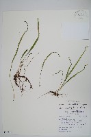 藏品(擬烏蘇里瓦葦)的圖片