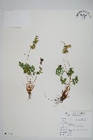 藏品(高山珠蕨)的圖片