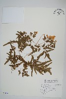 藏品(海金沙)的圖片