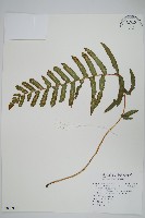 藏品(小毛蕨)的圖片