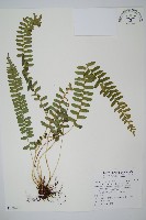 藏品(對生耳蕨)的圖片