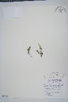 藏品(小葉鐵角蕨)的圖片