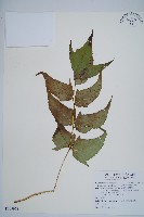 藏品(細齒貫眾蕨)的圖片