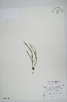 藏品(擬芨瓦葦)的圖片