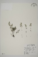 藏品(臺灣高山鐵線蕨)的圖片