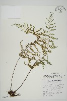 藏品(大黑柄鐵角蕨、黃鱗鐵角蕨、大羽鐵角蕨)的圖片