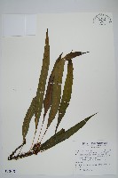 藏品(波氏星蕨)的圖片