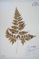 藏品(海州骨碎補)的圖片