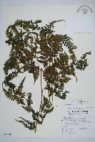 藏品(川上氏雙蓋蕨)的圖片