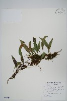 藏品(骨牌蕨)的圖片