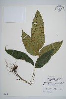 藏品(細柄雙蓋蕨)的圖片