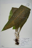 藏品(膜葉星蕨)的圖片