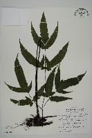 藏品(紫柄三叉蕨)的圖片