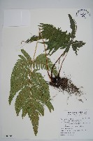 藏品(南海鱗毛蕨)的圖片