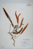 藏品(石葦)的圖片