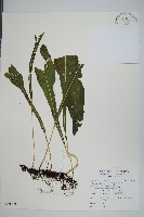 藏品(萊氏線蕨)的圖片