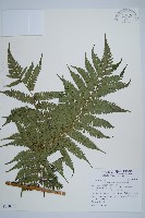 藏品(蘭嶼筆筒樹、蘭嶼桫欏)的圖片