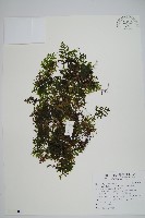 藏品(圓唇假脈蕨)的圖片