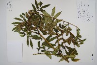 藏品(觀音座蓮舅)的圖片