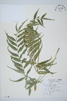 藏品(蘭嶼鐵角蕨)的圖片