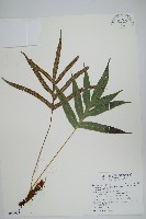 藏品(掌葉茀蕨)的圖片