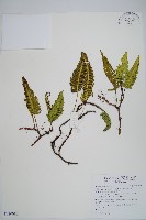 藏品(馬來陰石蕨)的圖片