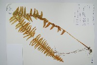 藏品()的圖片