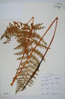 藏品(蕨)的圖片