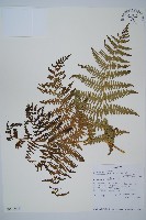 藏品(蕨)的圖片