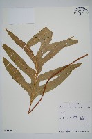 藏品(海岸擬茀蕨)的圖片