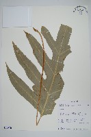 藏品(海岸擬茀蕨)的圖片