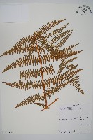 藏品(蕨)的圖片