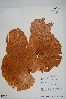 藏品(三角鹿角蕨)的圖片