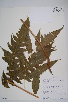 藏品()的圖片