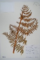 藏品(蕨)的圖片