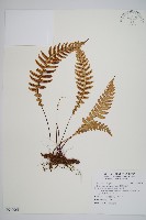 藏品(雉尾烏毛蕨)的圖片