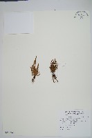 藏品(梳葉蕨)的圖片