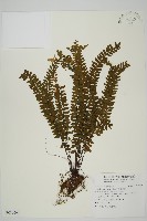 藏品(生芽鐵角蕨)的圖片