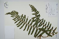 藏品(虎克氏鱗蓋蕨)的圖片