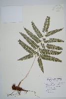 藏品(斜方複葉耳蕨)的圖片