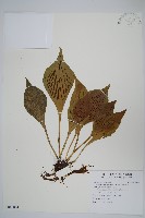 藏品(車前蕨)的圖片