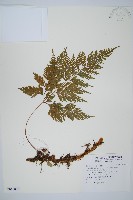 藏品(海州骨碎補)的圖片