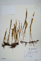 藏品(柳葉劍蕨)的圖片