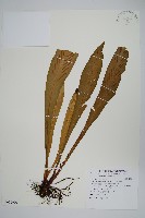 藏品(台灣劍蕨)的圖片