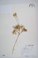 藏品(玉山石松)的圖片