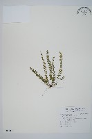 藏品(三翅鐵角蕨)的圖片